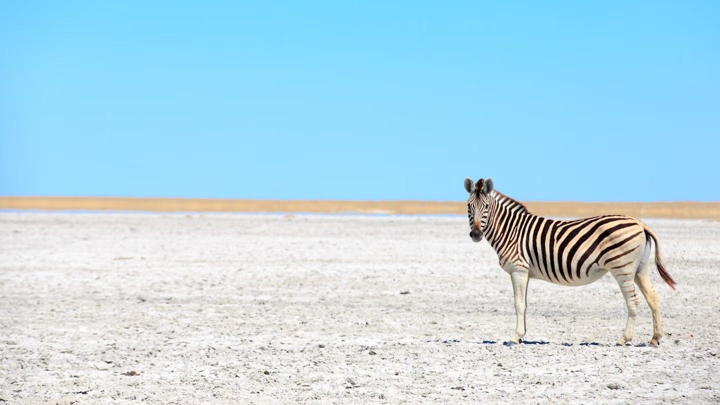 Una zebra nelle saline di Makgadikgadi, Botswana. Gil.K/Shutterstock
