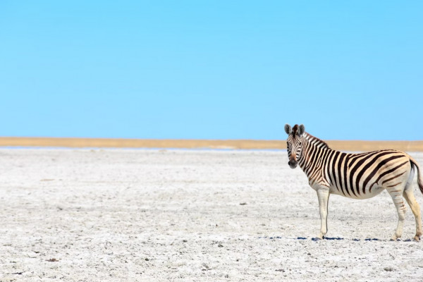 Guida al deserto del Kalahari, nell'Africa meridionale