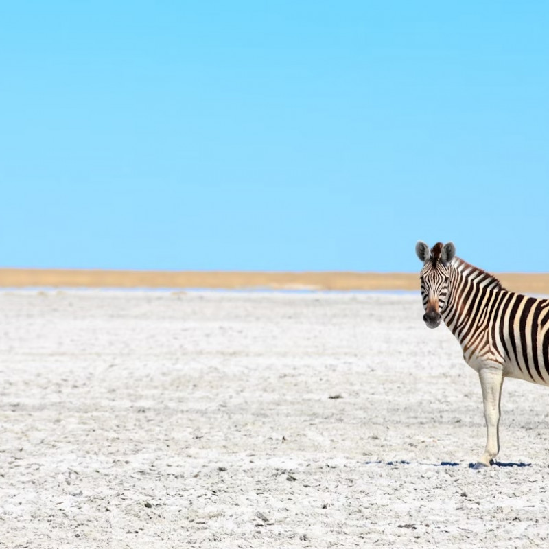 Una zebra nelle saline di Makgadikgadi, Botswana. Gil.K/Shutterstock