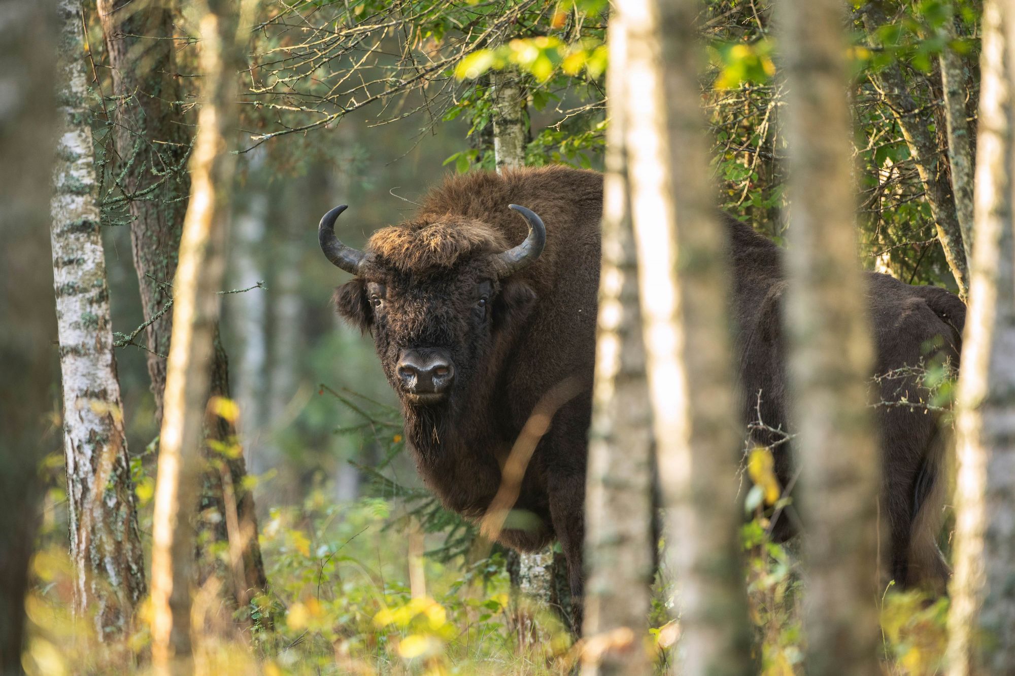 L’avvistamento dei bisonti selvatici è uno dei piatti forti di un’escursione nel Parco Nazionale di Białowieża. © Martin Prochazkacz/Shutterstock