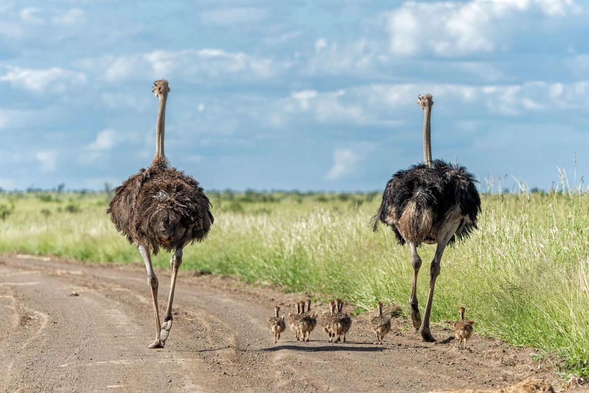 viaggio safari africa