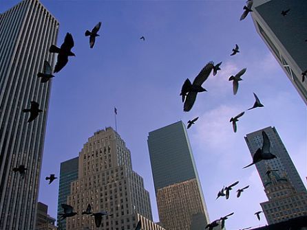 New York, volo libero - fotografia di Alessandro Merati