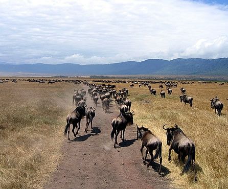 Ngorongoro, Tanzania © Fotografia di Luana Orlandi