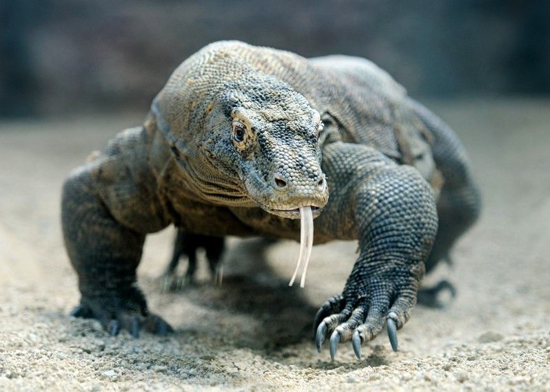 Nonostante avvistare i draghi sia un’esperienza unica, la ricca fauna di Komodo ha molto da offrire.
© Anna Kucherova / Shutterstock