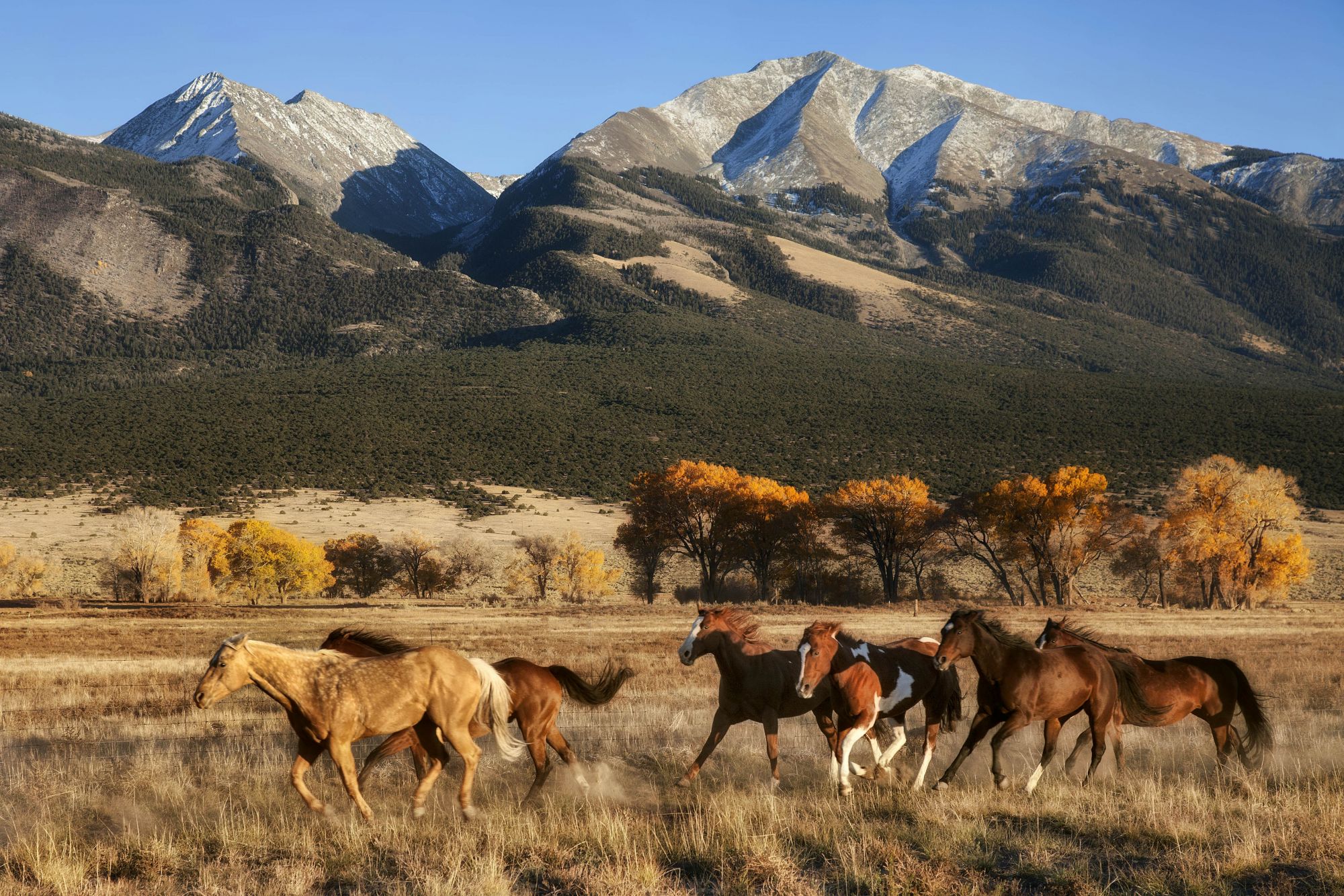 Cavalli in libertà in un ranch del Colorado. © pics721/Shutterstock