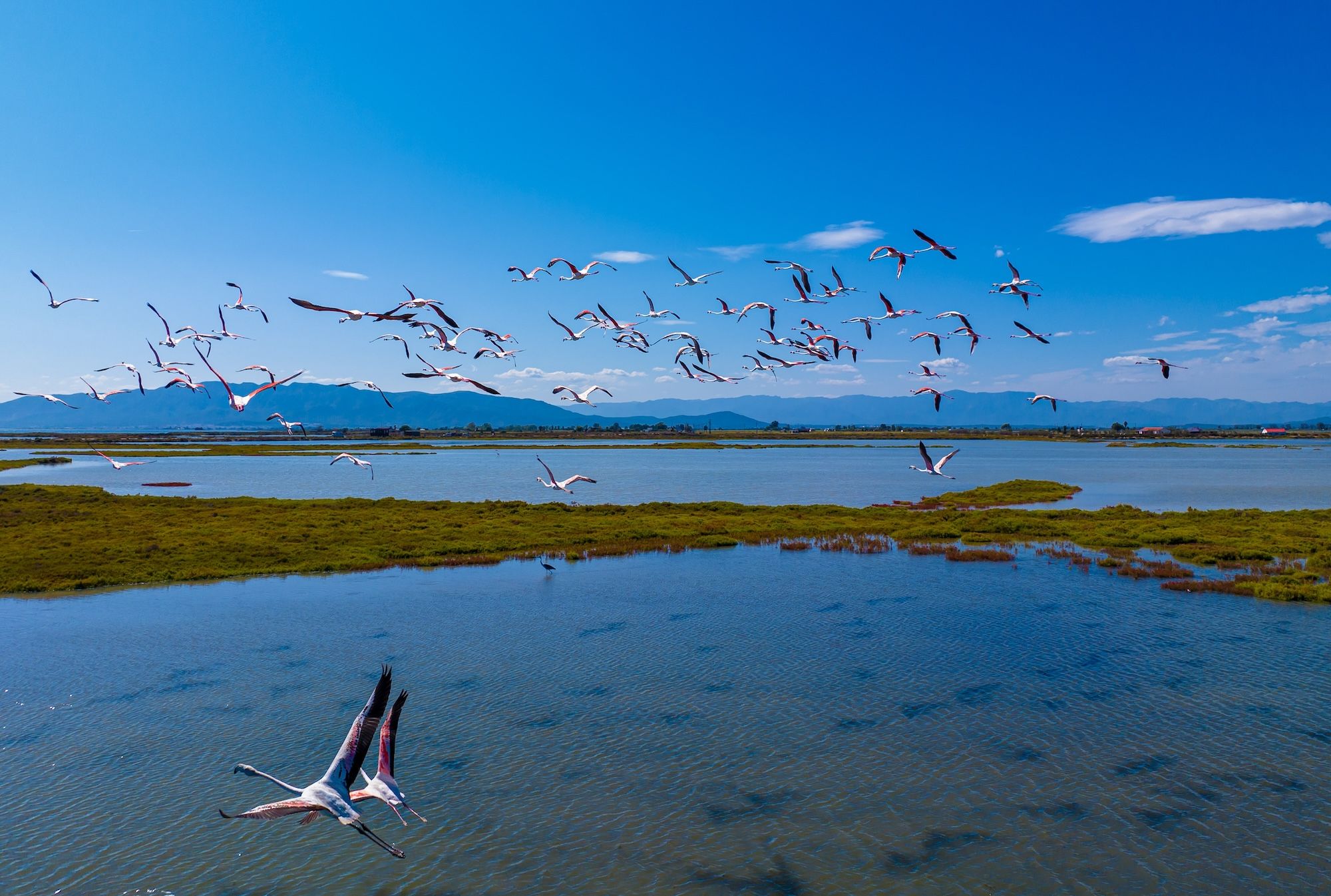 Fenicotteri in volo sul fiume Ebro ©Alexey Fedorenko /Shutterstock