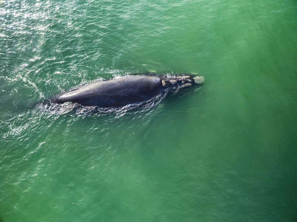 Balena nelle acque di Cape Town. Credits Quality Master / Shutterstock