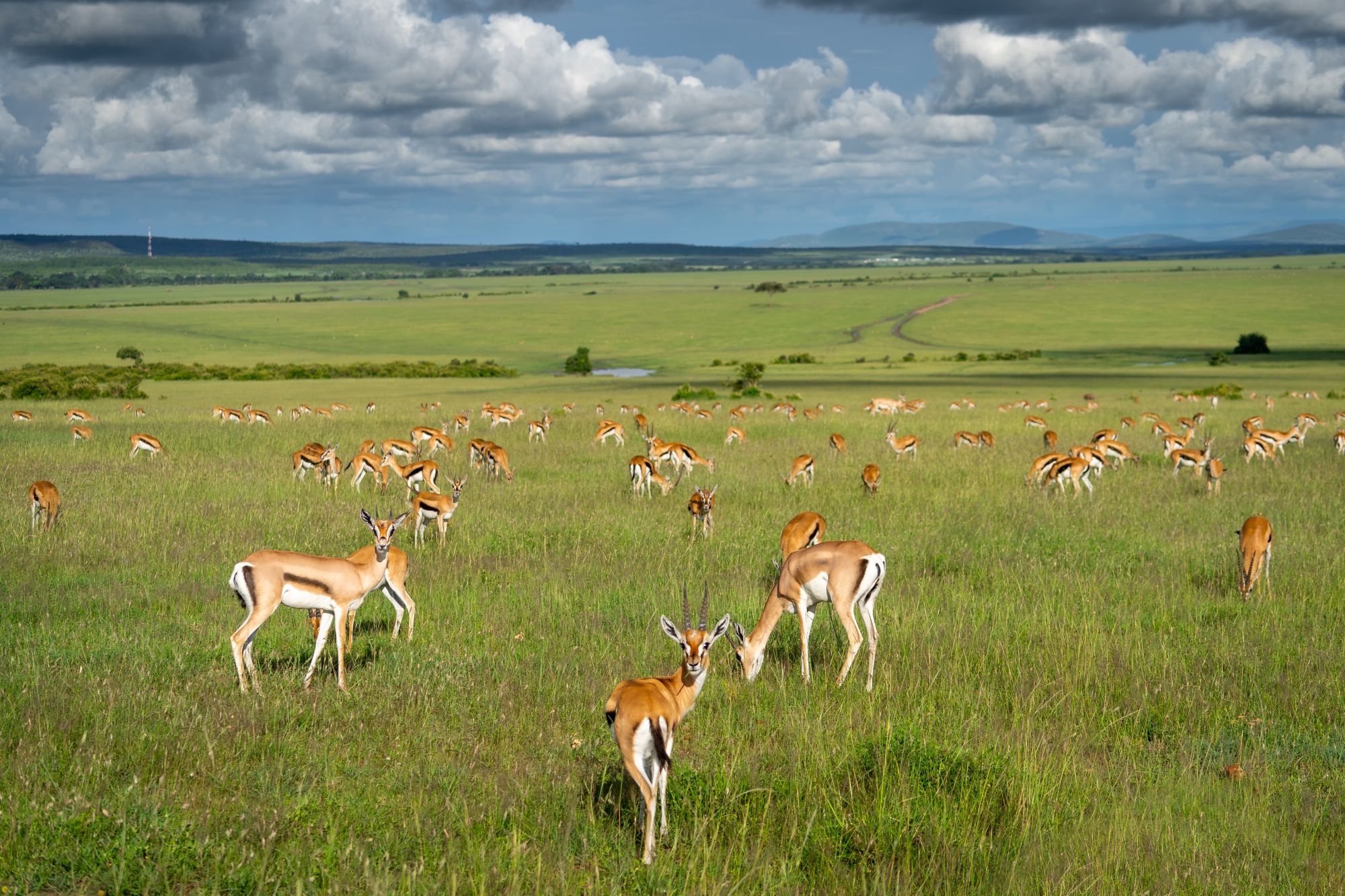 Gazzelle nella savana del Masai Mara