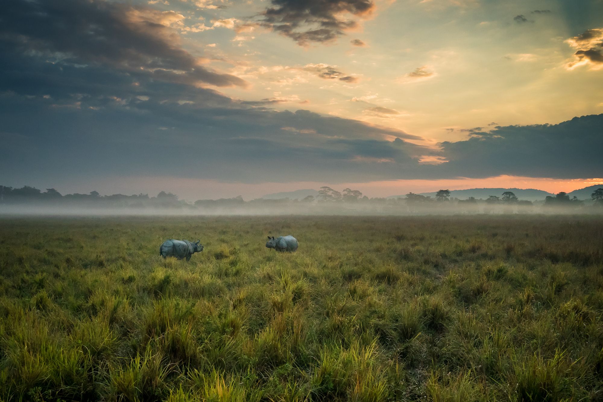 Kaziranga National Park, in Assam ©Jacob Avanzato