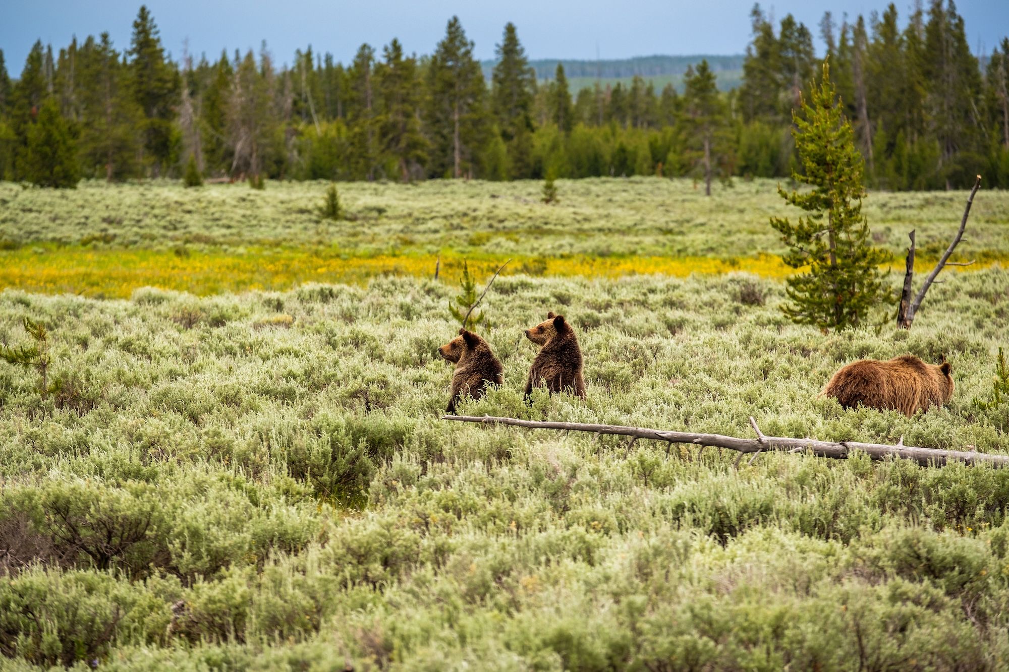 Gli orsi grizzly a Yellowstone ©haveseen /Shutterstock