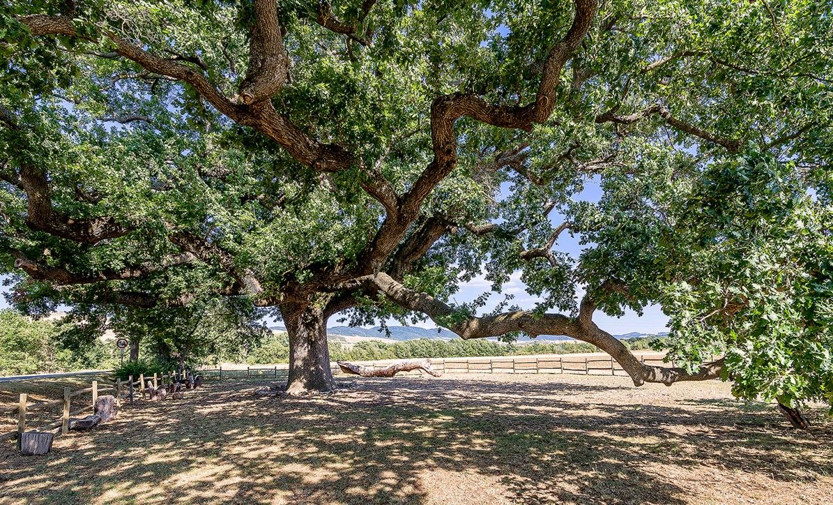 All’ombra della Quercia delle Checche in Val d’Orcia. Credits Marco Taliani de Marchio / Shutterstock