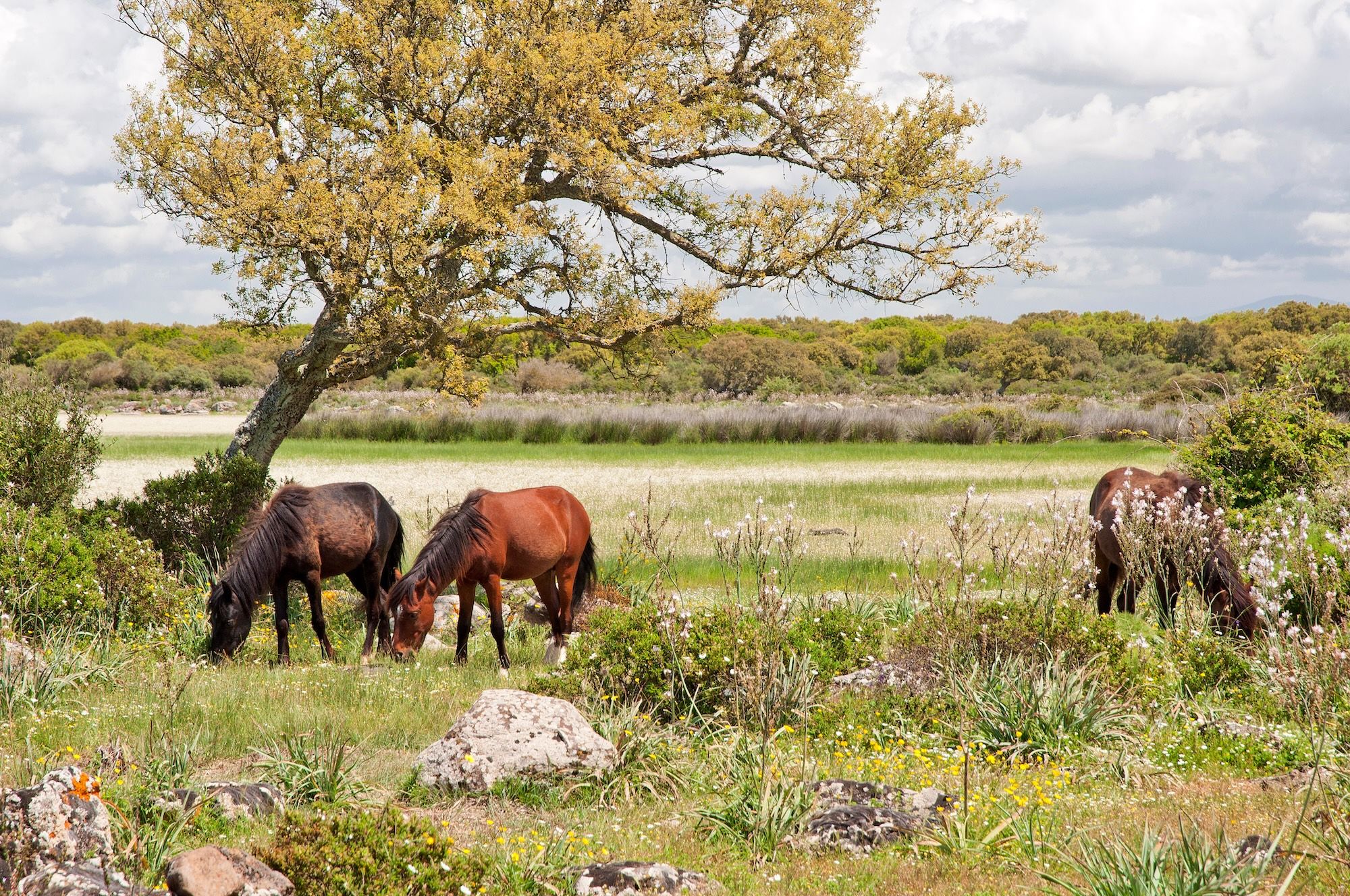 In cavallo tra la campagna sarda ©fabiano goreme caddeo/Shutterstock