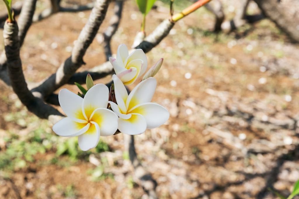 Al Koko Crater Botanical Garden crescono i frangipani di cui sono fatte le tipiche ghirlande hawaiiane. © Guido Vermeulen-Perdaen / Shutterstock