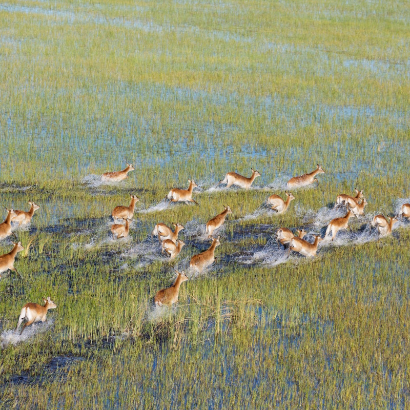 Un branco di antilopi nel delta dell’Okavango ©imageBROKER.com/Shutterstock