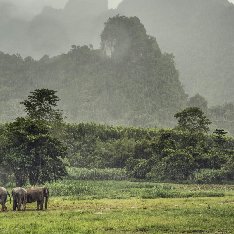 La foresta, gli elefanti: due delle meraviglie del Sud-est Asiatico. © David Trood/Getty Images