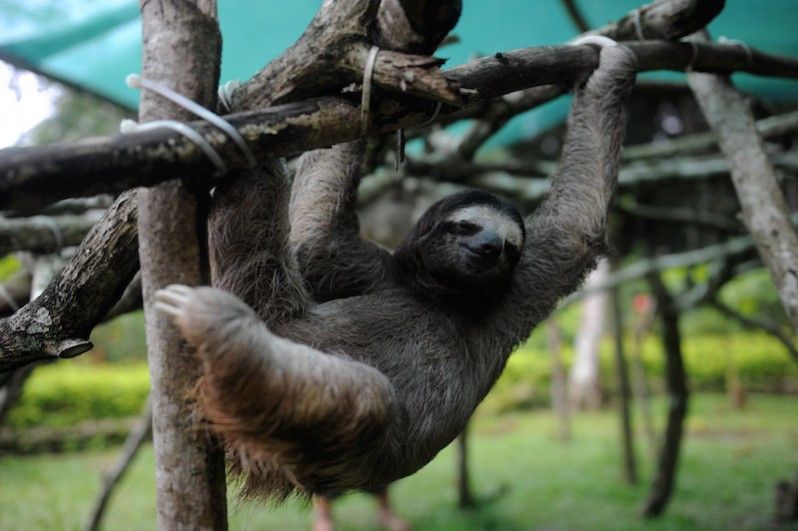 Penshurt, Costa Rica. (Foto di RODRIGO ARANGUA/AFP/GettyImages)