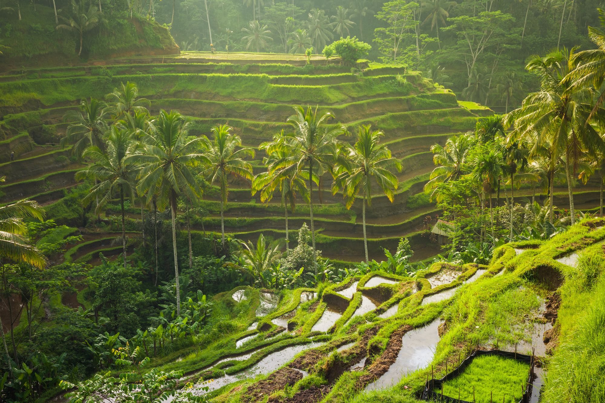 La natura seducente di ©Ubud Elena Ermakova