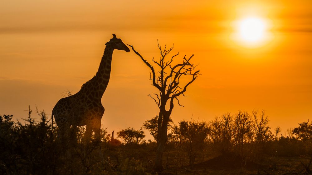 Kruger Park. Credits PACO COMO / Shutterstock