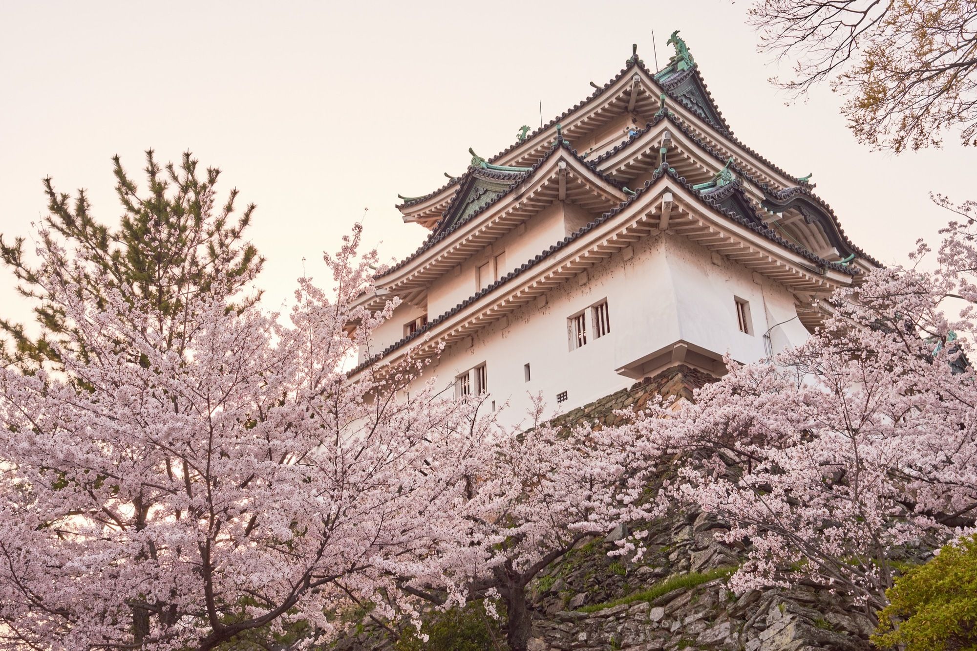 Il castello di Wakayama durante la fioritura dei ciliegi © Mirko Kuzmanovic / Shutterstock