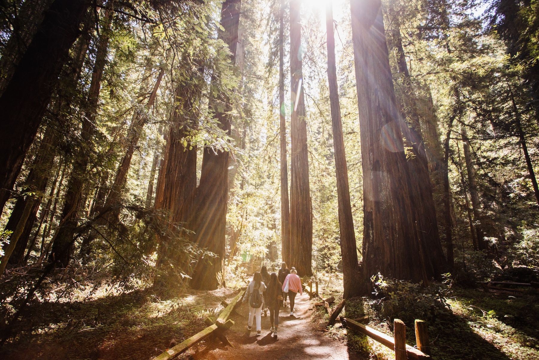 Redwood National Park. Credits Max Whittaker / Visitcalifornia.com