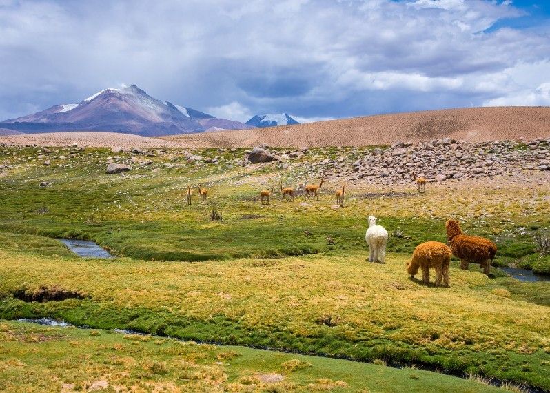Reserva nacional Las Vicunas, Cile.