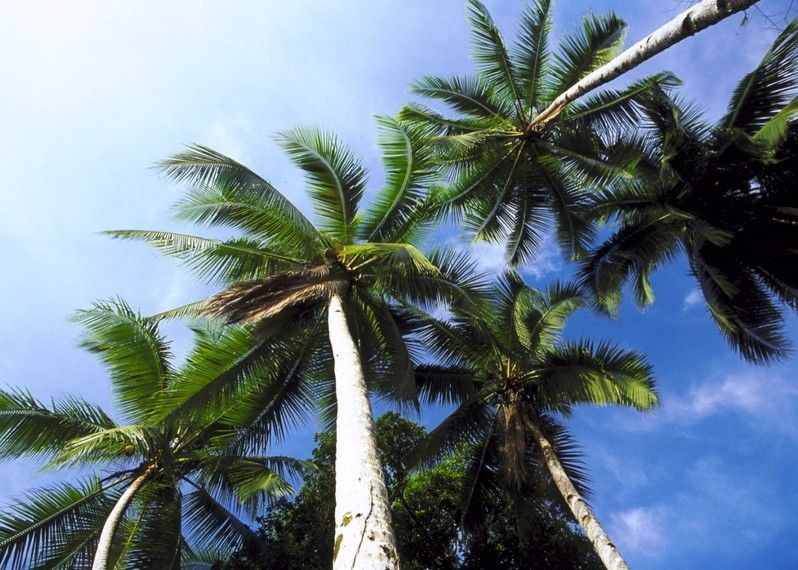 Rilassarsi circondati da palme di cocco ©Oxford Scientific/Getty Images