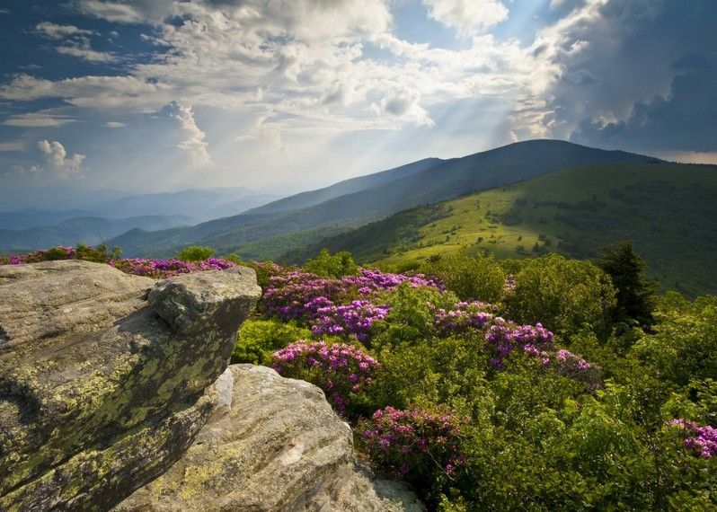 Rododendri in fiore sull’Appalachian Trail, Blue Ridge Peaks, Stati Uniti ©Dave Allen Photography/Getty Images