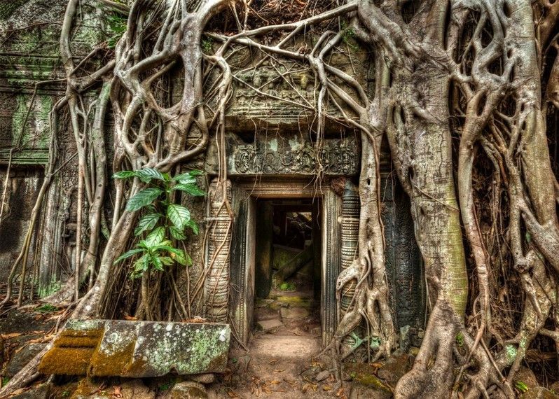 Rovine del tempio Ta Prohm, Angkor, Cambogia. ©Dmitry Rukhlenko/Shutterstock