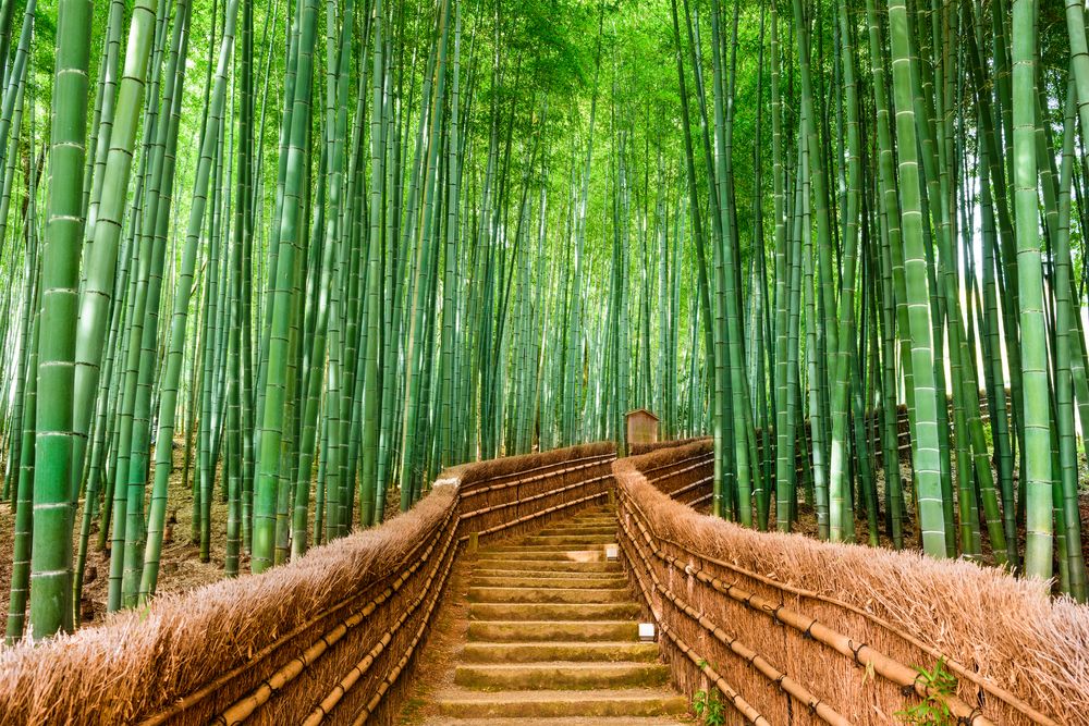 Giappone, la magia verde di una foresta di bambù. Credits Sean Pavone / Shutterstock