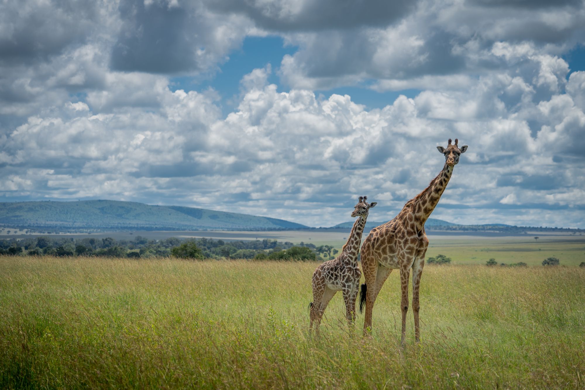 Giraffe nel Masai Mara