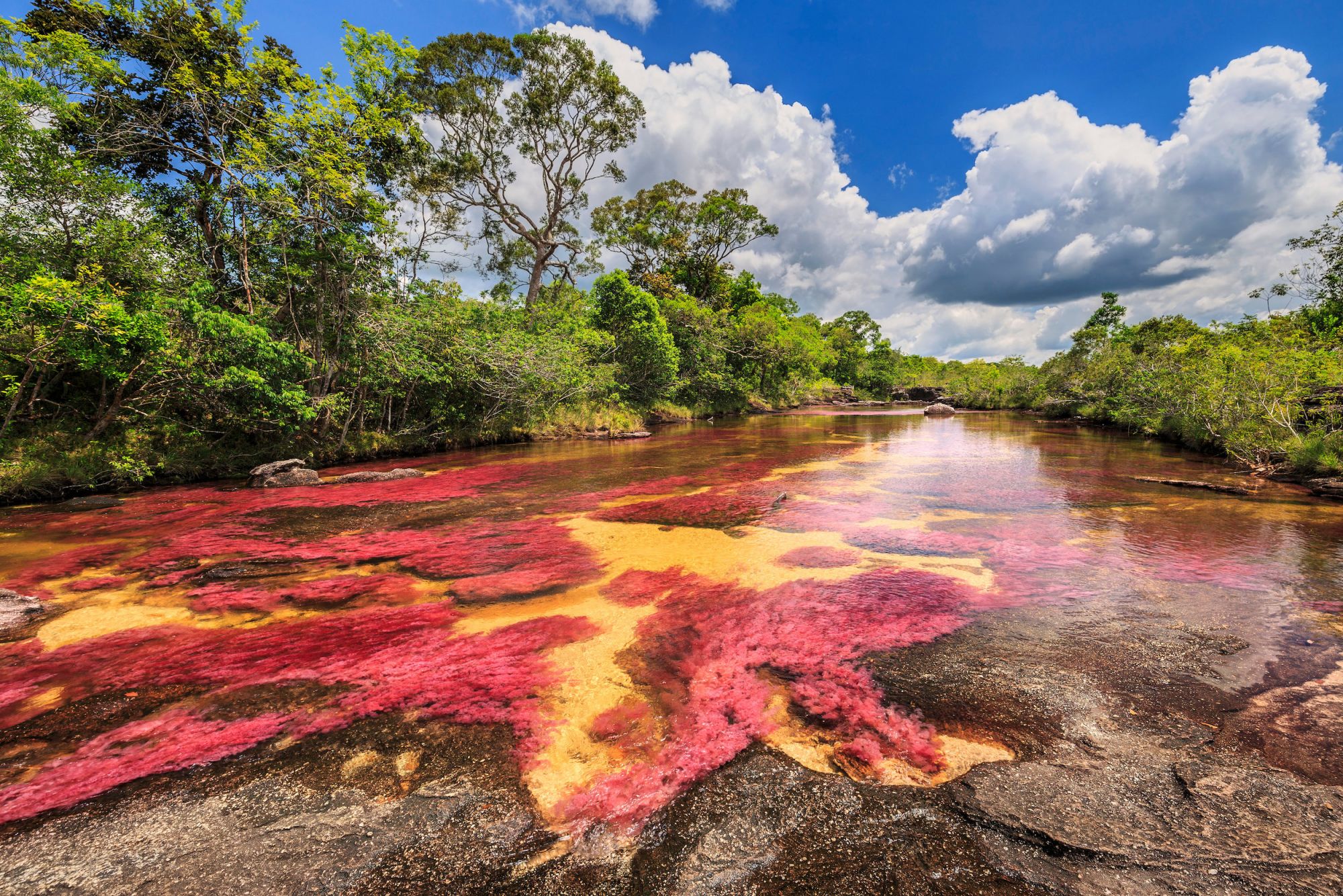 Cano Cristales, il "fiume dei cinque colori" ©sunsinger/Shutterstock