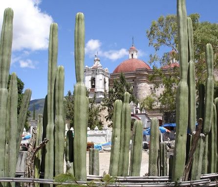 Steccato di cactus a Mitla – Oaxaca © Francesco Gardella