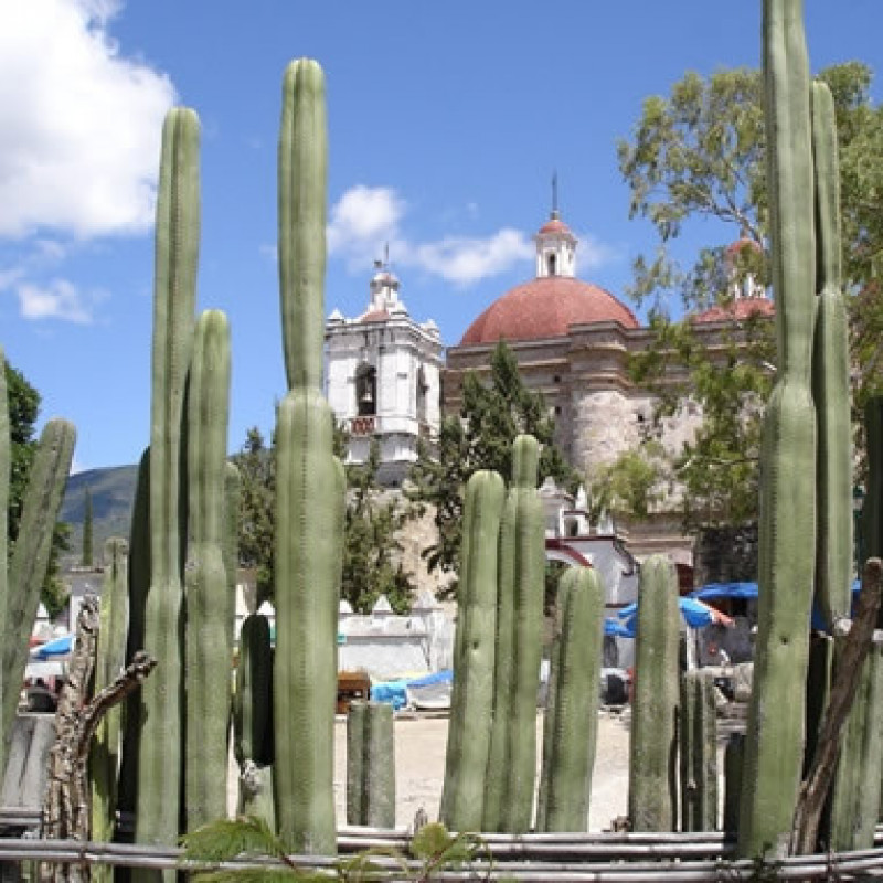 Steccato di cactus a Mitla – Oaxaca © Francesco Gardella