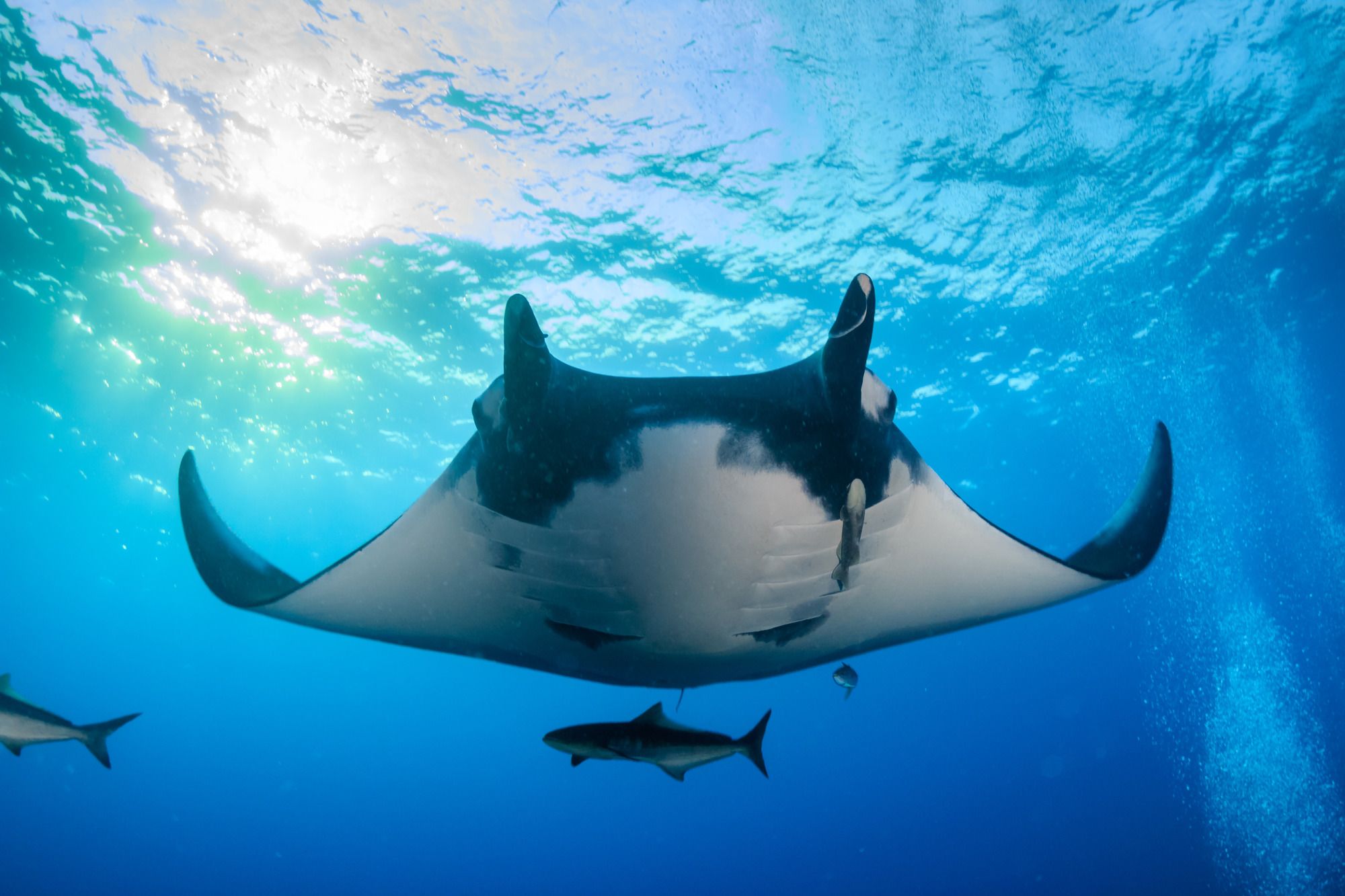Lungo la Costa delle Andamane diversi siti offrono agli appassionati di immersione e snorkelling uno spettacolo unico ©Richard Whitcombe/Shutterstock