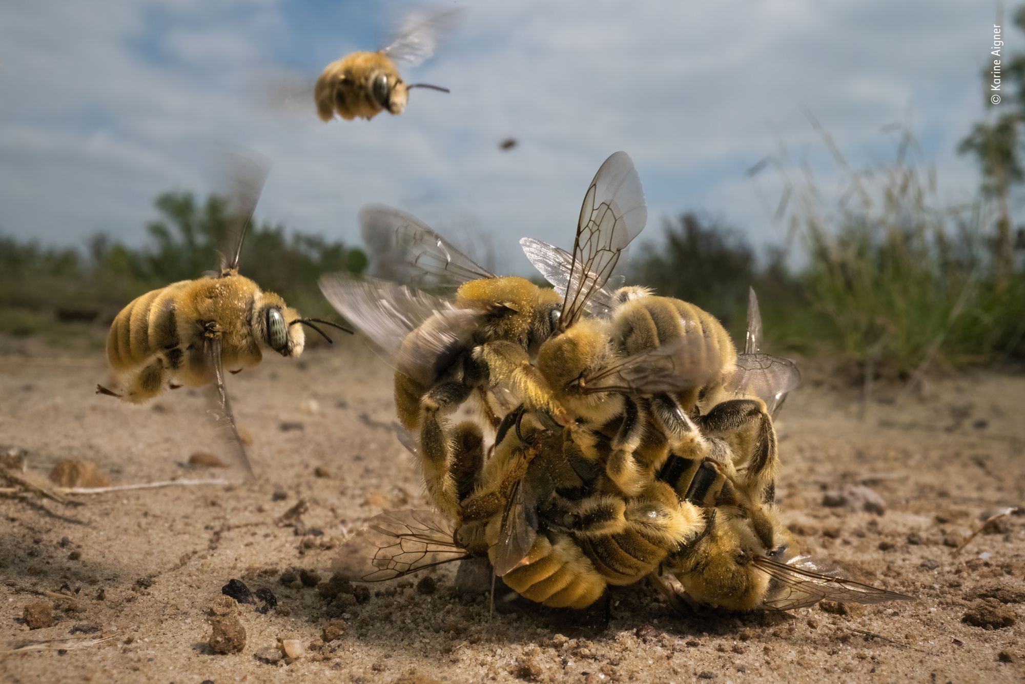 © Karine Aigner, Wildlife Photographer of the Year