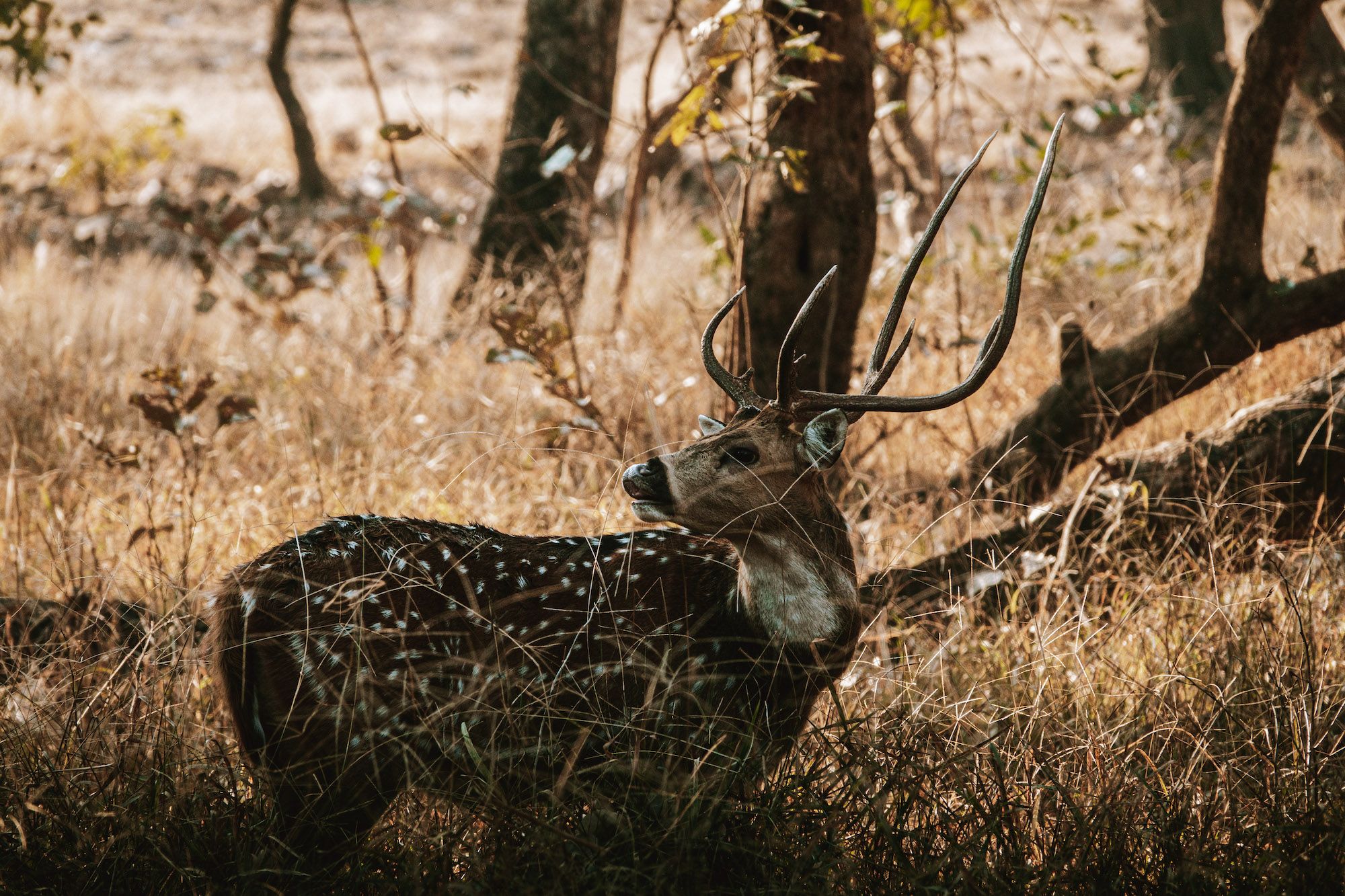 Un cervo pomellato nel Parco di Ranthambore©Matteo Colombo