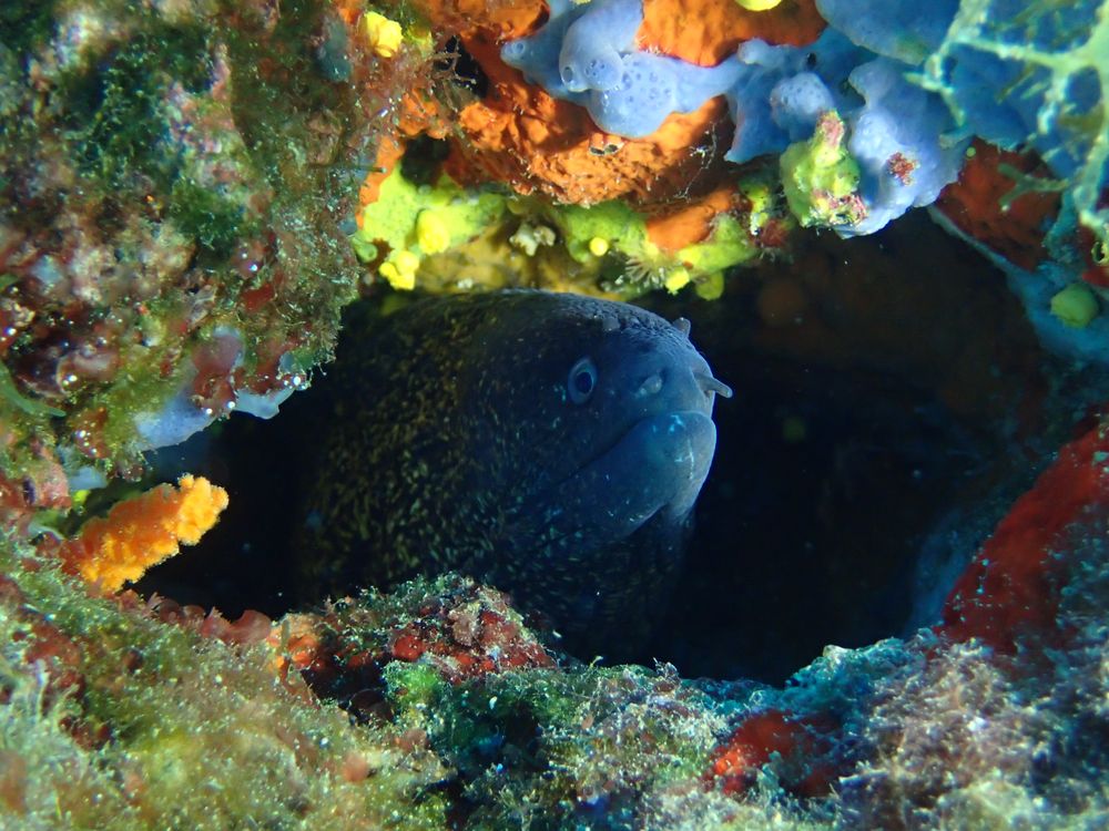 Isole Tremiti, compagni di immersione. Credits 8Blueshift8 / Shutterstock