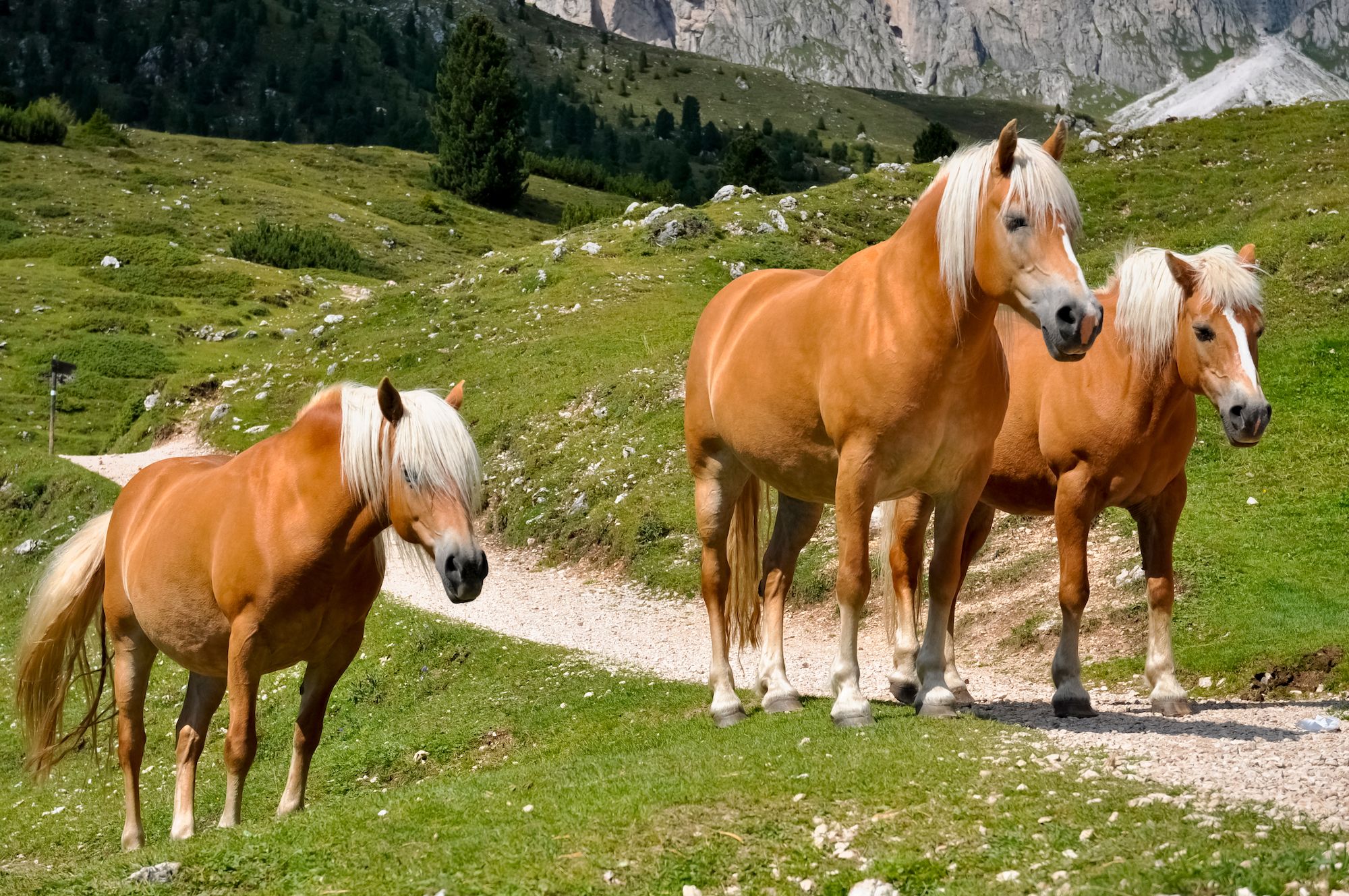 I cavalli di razza avelignese, Haflinger in tedesco, che prende il nome dal paese di Avelengo ©ON-Photography Germany