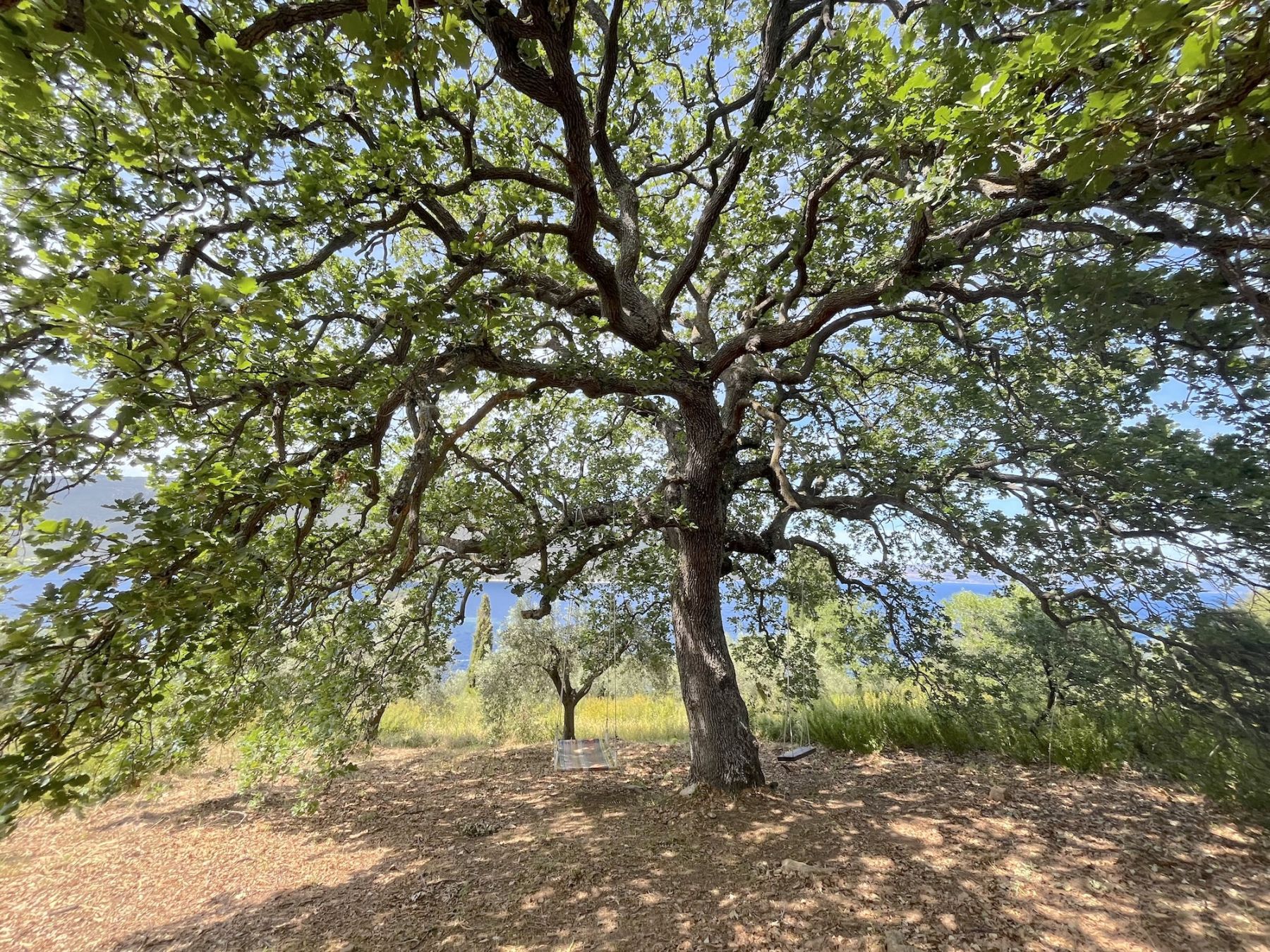 La grande quercia © Giulia Grimaldi/Lonely Planet Italia