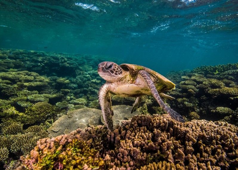 Tartaruga marina nel bellissimo Ningaloo Reef, Australia.
©Migration Media - Underwater Imaging/Getty Images