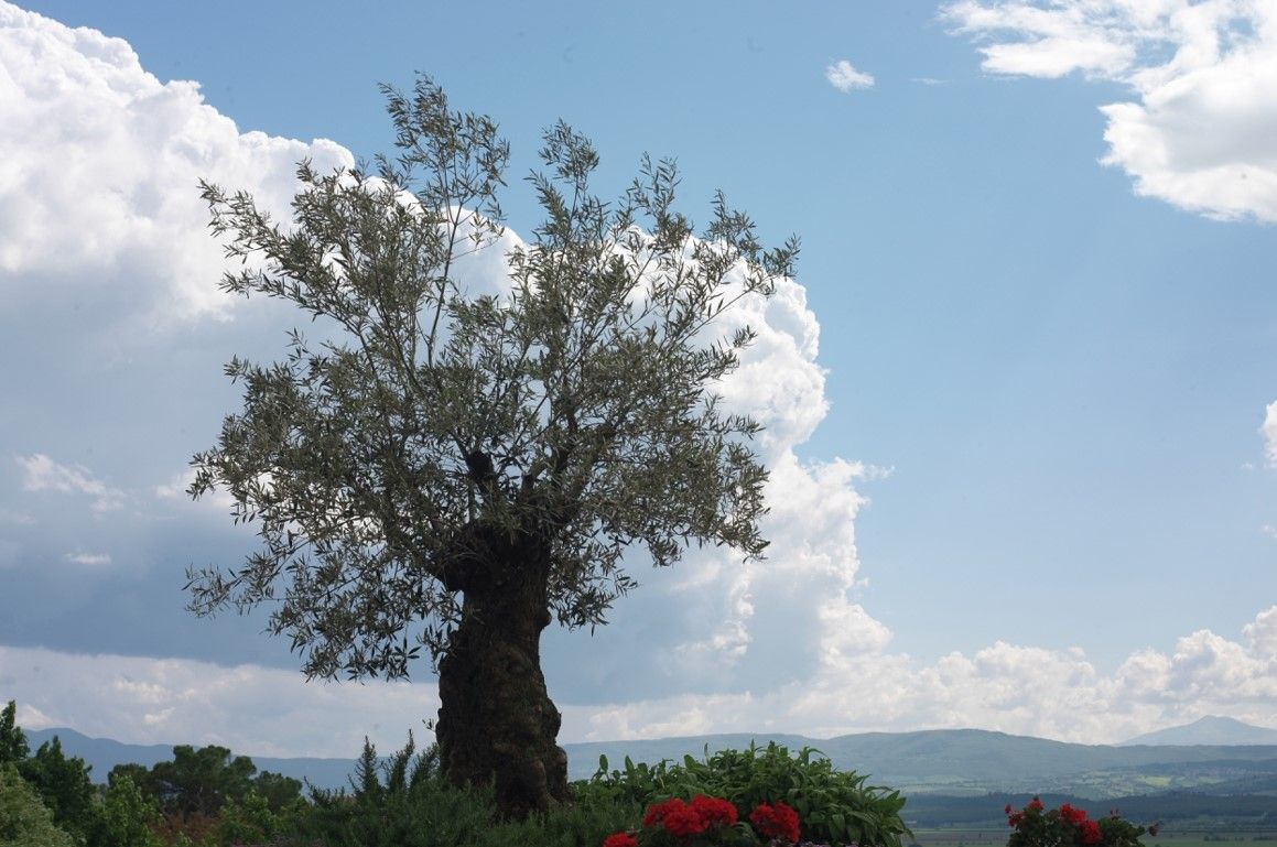 Uno splendido ulivo in Umbria. Credits UmbriaTourism