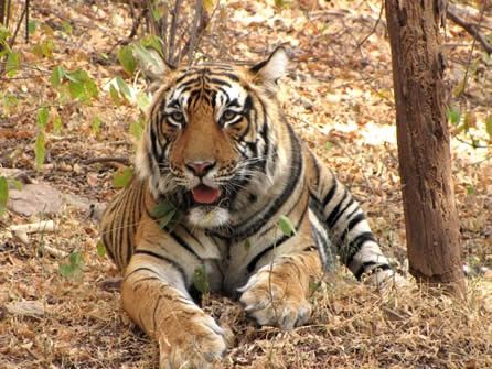 Tigre del Ranthambore National Park © Fotografia di Flavia Briguglio