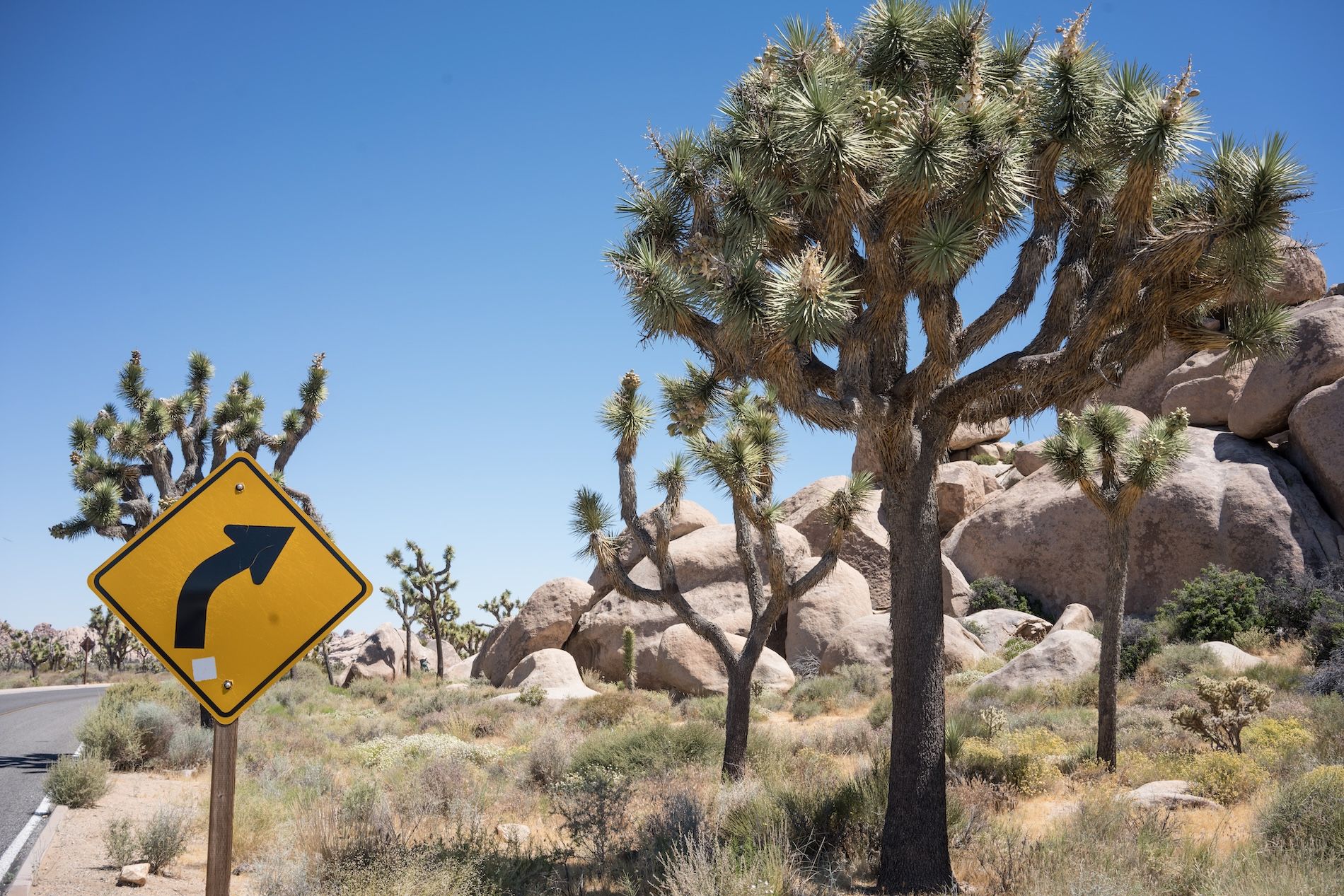 Joshua Tree National Park. Credits Dominic Bracco II / Visitcalifornia.com