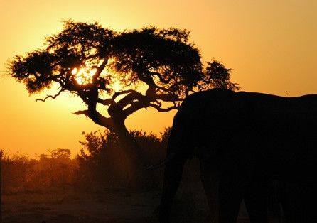 Tramonto con elefanti all'Okavango © Fotografia di Gianluca De Bartolo