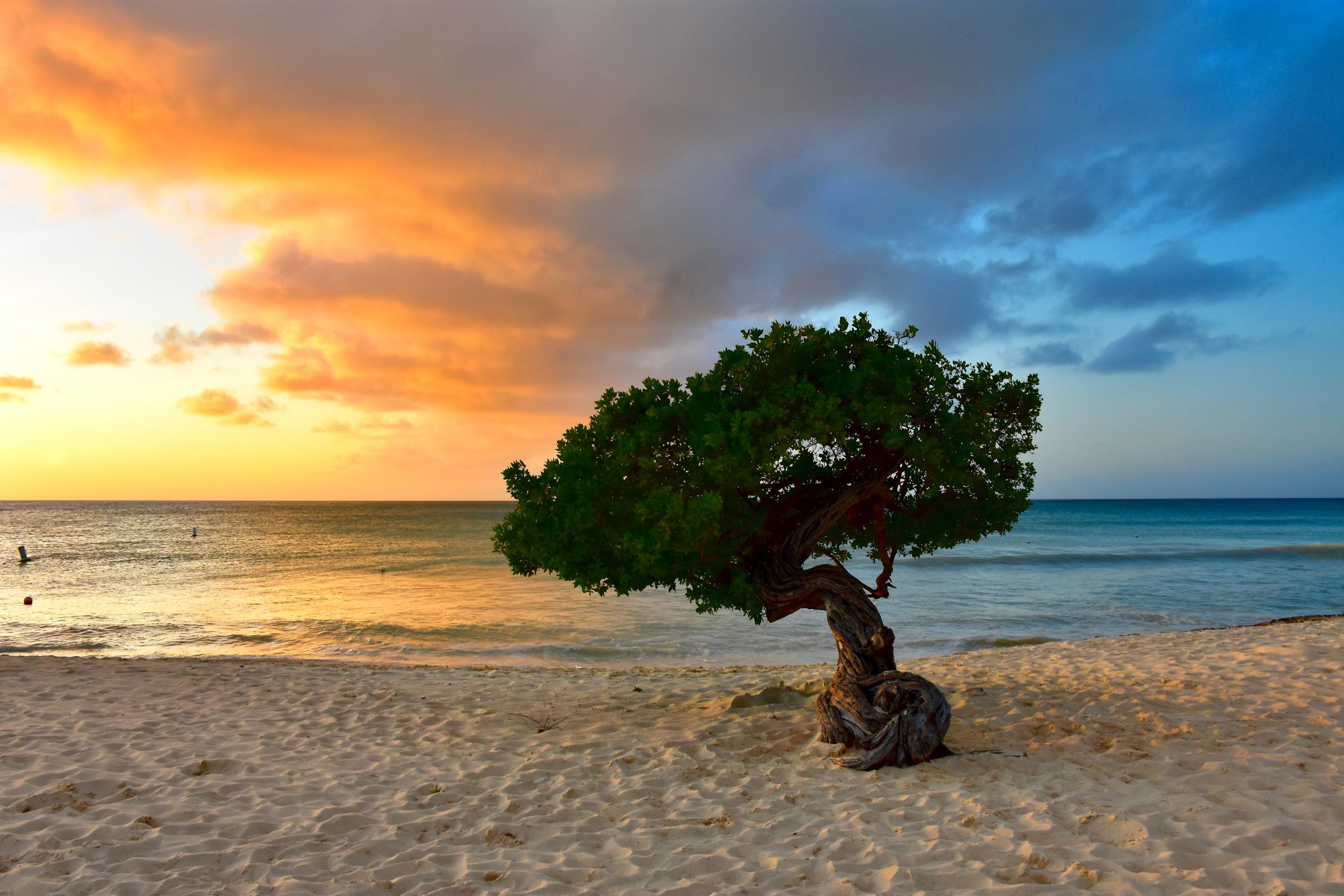 Uno dei fofoti di Aruba. Credits Monika Salvan / Shutterstock