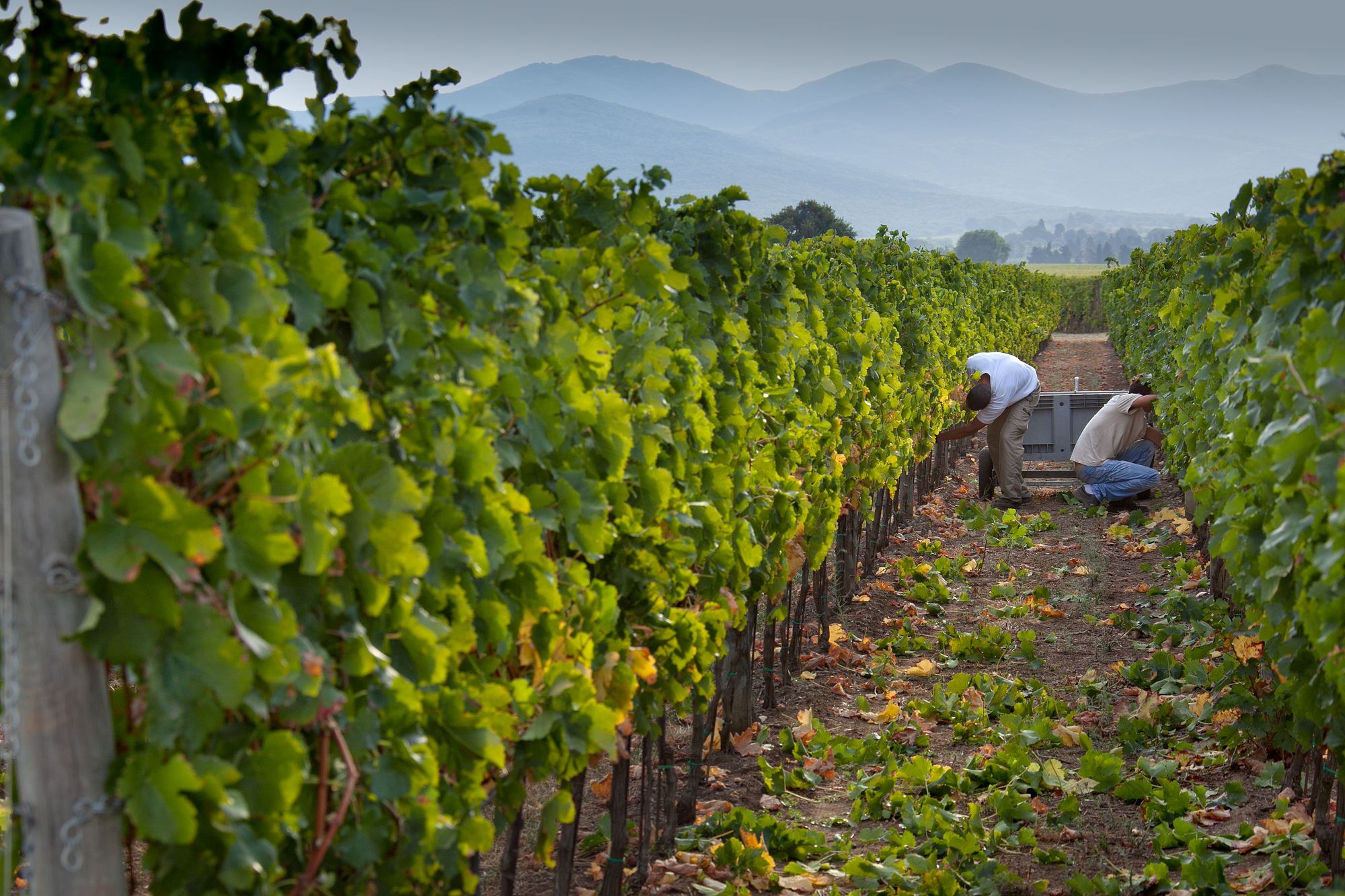 Vigneti nella zona di Bolgheri ©robertonencini / Shutterstock