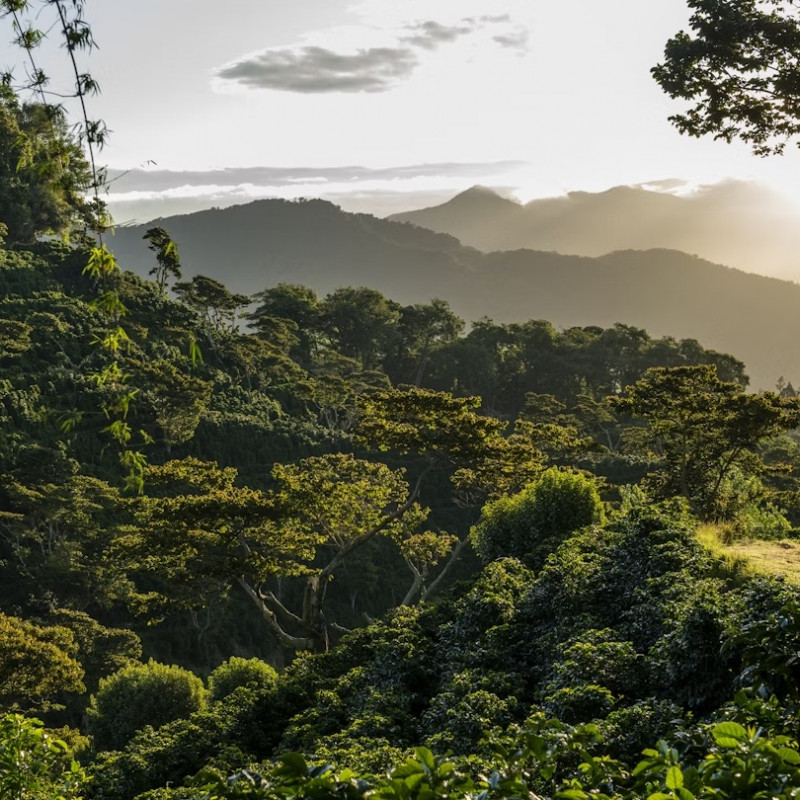 Pianificate il vostro soggiorno nella provincia di Chiriquí, a Panama, con questi consigli © Cavan Images / Getty Images