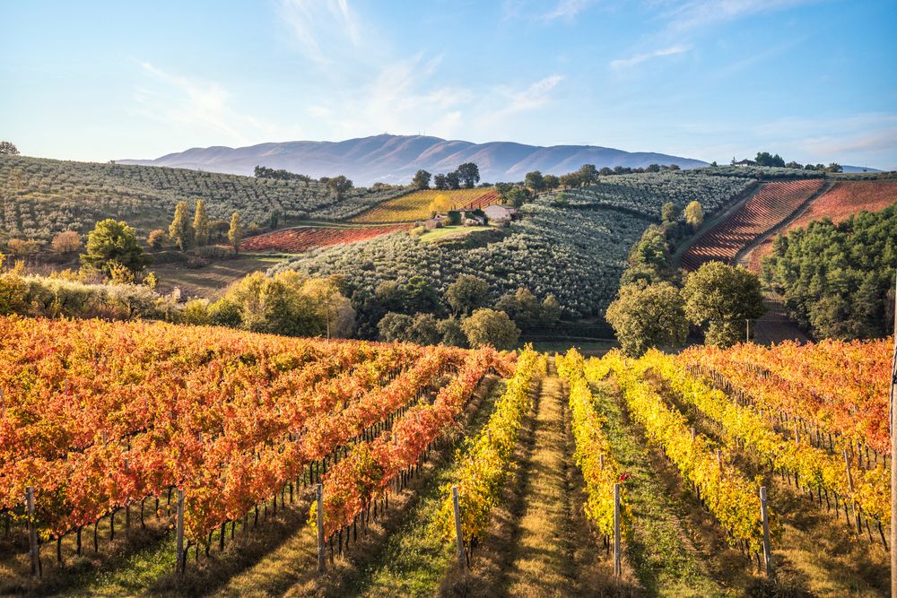 Filari a Montefalco
