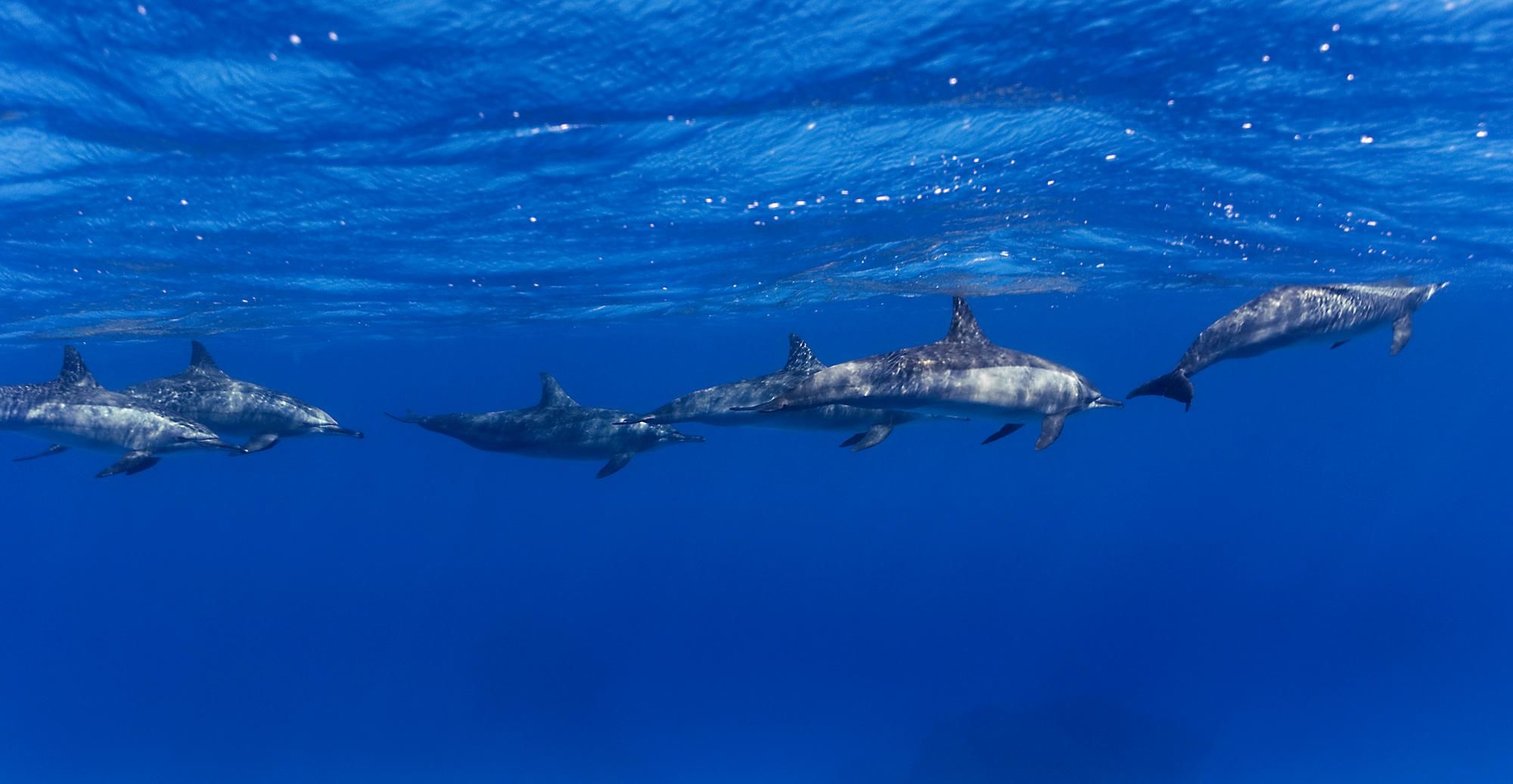 La barriera corallina di Shaab Samadai, vicino a Marsa Alam, è un luogo di riproduzione dei delfini © Sunphol Sorakul/Getty Images