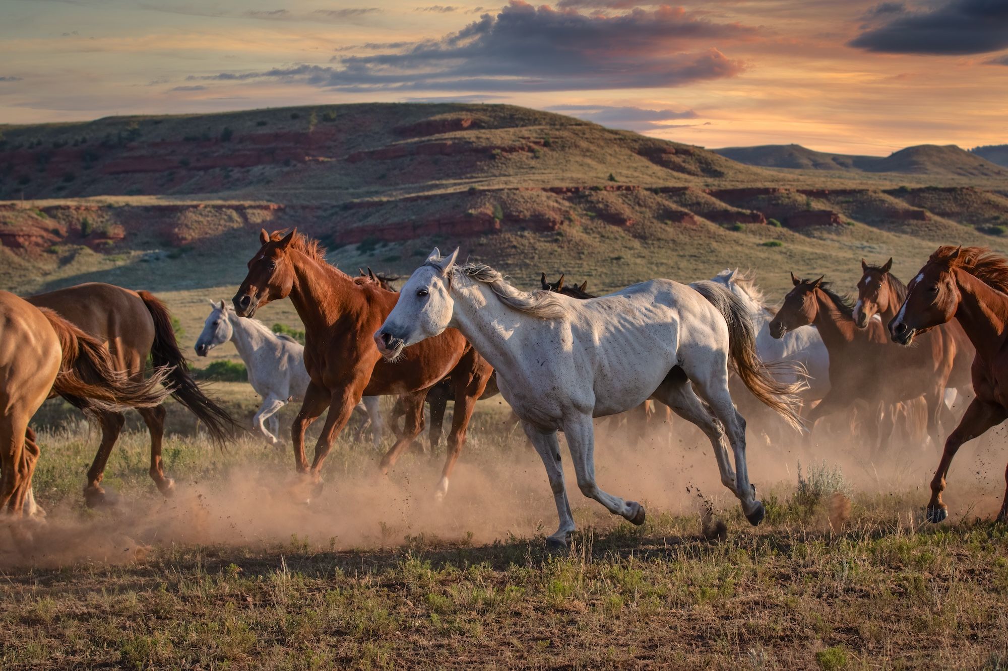 Cavalli in Montana ©Christy berry/Shutterstock